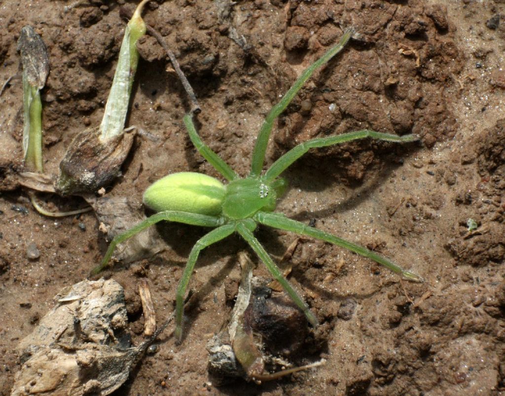 Micrommata virescens - Velate (MB)